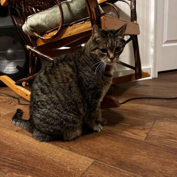 Domestic Short Hair Cats Available for Adoption in Roanoke, Virginia - Lucy | PetCurious