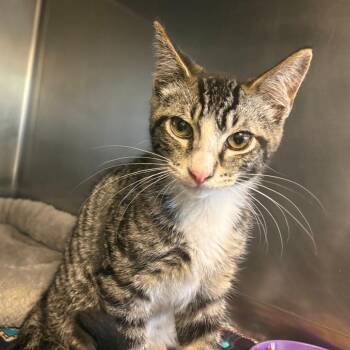 Oinker -  Domestic Short Hair Cat for Adoption in Chehalis, Washington - Oinker | PetCurious