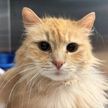 Domestic Short Hair Cats Available for Adoption in East Hanover, New Jersey - Velveeta | PetCurious