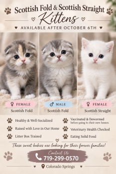 Kitties -  Scottish Fold Cat for Sale in Colorado Springs, Colorado - Kitties | PetCurious