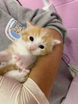 Bow-tie -  Domestic Short Hair Cat for Adoption in Columbus, Indiana - Bow-tie | PetCurious