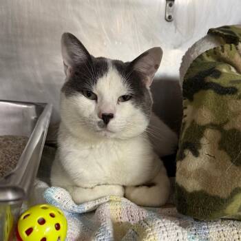 Michael Scott -  Domestic Short Hair Cat for Adoption in San Jacinto, California - Michael Scott | PetCurious