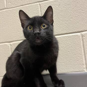 Barnabas -  Domestic Short Hair Cat for Adoption in Bristol, Indiana - Barnabas | PetCurious