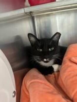 Boots -  Domestic Short Hair Cat for Adoption in Manitowoc, Wisconsin - Boots | PetCurious