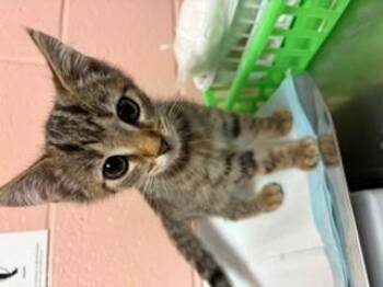CATRICK -  Domestic Short Hair Cat for Adoption in Columbia, South Carolina - CATRICK | PetCurious
