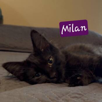 Milan -  Domestic Medium Hair Cat for Adoption in Bentonville, Arkansas - Milan | PetCurious