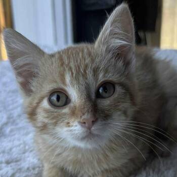 Rescue Domestic Short Hair Cats for Adoption in Jurupa Valley, California - Boo | PetCurious