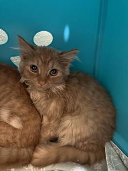Ghost -  Domestic Medium Hair Cat for Adoption in Stratham, New Hampshire - Ghost | PetCurious