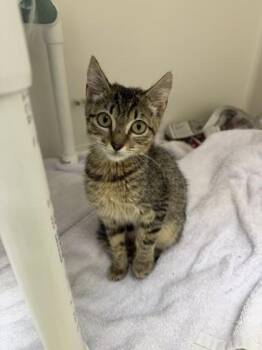 Mia Thermopolis -  Domestic Short Hair Cat for Adoption in Honolulu, Hawaii - Mia Thermopolis | PetCurious