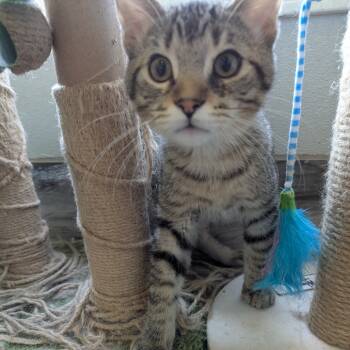 Rescue Domestic Short Hair Cats for Adoption in West Des Moines, Iowa - Cattails | PetCurious