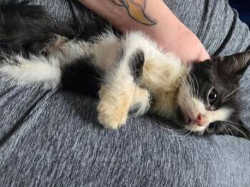 Oden -  Domestic Short Hair Cat for Adoption in Liverpool, Texas - Oden | PetCurious