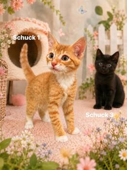 Schuck kittens -  Domestic Short Hair Cat Available for Adoption in Darien, Georgia - Schuck Kittens | PetCurious