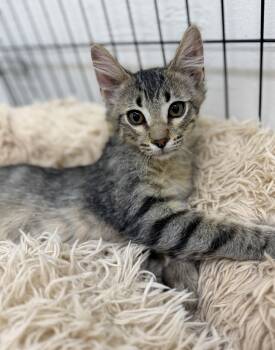 Hickory -  Domestic Medium Hair Cat for Adoption in Sonora, California - Hickory | PetCurious