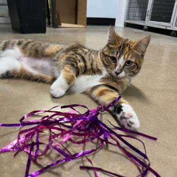 Domestic Short Hair Cats Available for Adoption - Orla | PetCurious