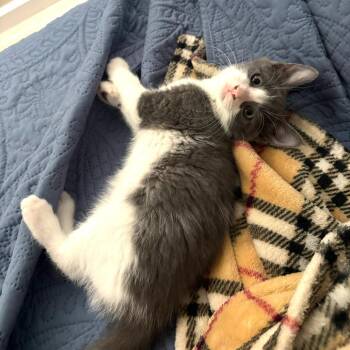 Newton -  Domestic Short Hair Cat for Adoption in Lakewood, California - Newton | PetCurious