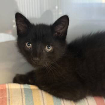 Pickles -  Domestic Short Hair Cat for Adoption in Ridgely, Maryland - Pickles | PetCurious