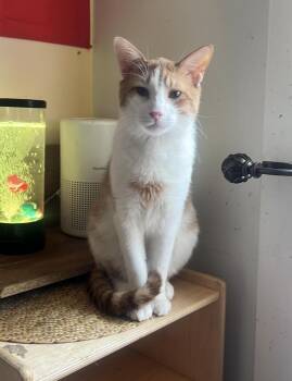 Charley (foster needed) -  Domestic Short Hair and Tabby Cat for Adoption in New York, New York - Charley (foster Needed) | PetCurious