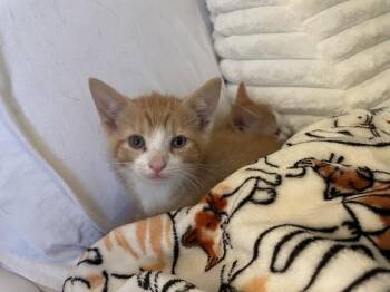 Saliba -  Domestic Short Hair Cat for Adoption in Virginia Beach, Virginia - Saliba | PetCurious