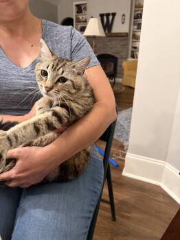 Domestic Short Hair Cats Available for Adoption in Camden, South Carolina - Anchovy (Available For Pre-adoption) | PetCurious