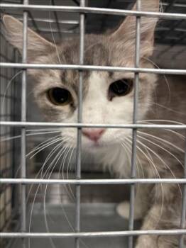 MR.SUNSHINE -  Domestic Medium Hair Cat for Adoption in Las Vegas, Nevada - MR.SUNSHINE | PetCurious