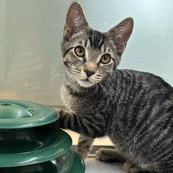 Wayne -  Domestic Short Hair Cat for Adoption in Hailey, Idaho - Wayne | PetCurious