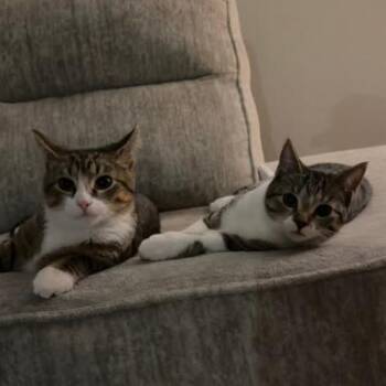 Stripes bonded with Greenie Beanie -  Domestic Short Hair Cat for Adoption in Carmel, Indiana - Stripes Bonded With Greenie Beanie | PetCurious