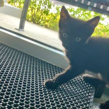 Maximus -  Domestic Short Hair Cat Available for Adoption - Maximus | PetCurious
