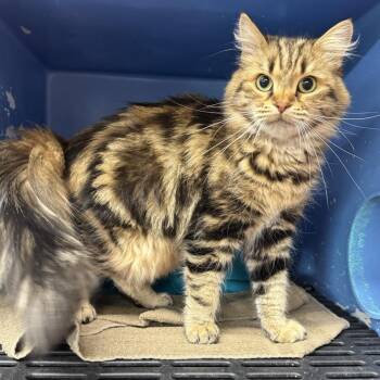 Remi -  Siberian and Domestic Long Hair Cat for Adoption in Morris, Minnesota - Remi | PetCurious