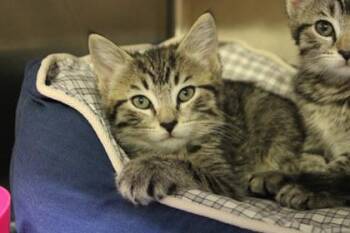 Domestic Short Hair Cats Available for Adoption in Kansas City, Missouri - Luca | PetCurious