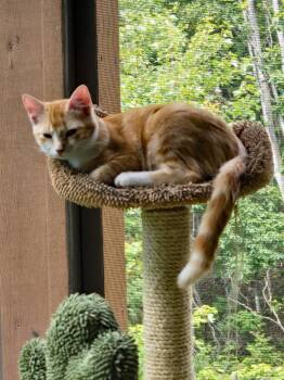 Rescue American Shorthair Cats for Adoption in Marion, North Carolina - Gadget | PetCurious