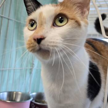 Ellie -  Domestic Short Hair Cat for Adoption in Mokena, Illinois - Ellie | PetCurious
