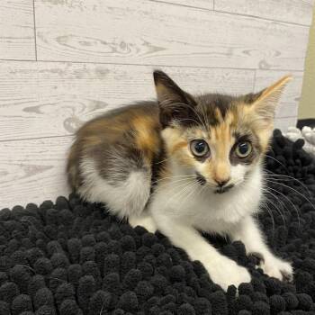 A612223 -  Domestic Short Hair Cat for Adoption in Modesto, California - A612223 | PetCurious