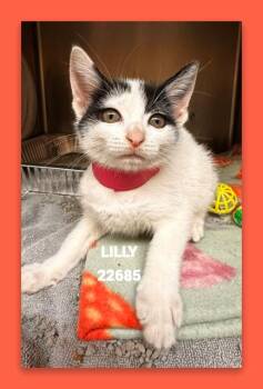 LILLY -  Domestic Medium Hair Cat for Adoption in Marietta, Georgia - LILLY | PetCurious