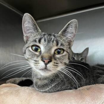 Proton -  Domestic Short Hair Cat for Adoption in Fort Wayne, Indiana - Proton | PetCurious