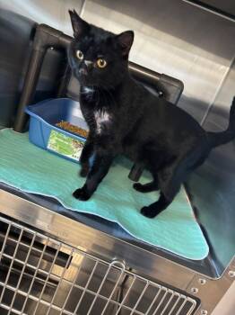 Domestic Short Hair Cats Available for Adoption - Licorice | PetCurious