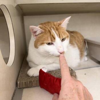 Winky -  Domestic Short Hair Cat for Adoption in Colorado Springs, Colorado - Winky | PetCurious