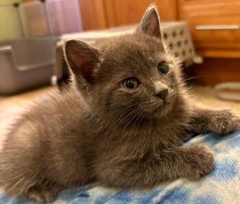 Carl -  Domestic Short Hair Cat Available for Adoption in Leonardtown, Maryland - Carl | PetCurious