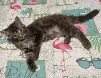 Fuzzy -  Domestic Long Hair Cat for Adoption in Columbus, Indiana - Fuzzy | PetCurious