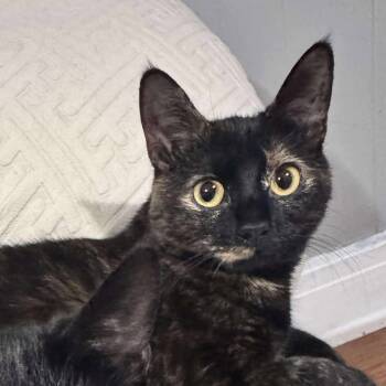 Rescue Domestic Short Hair Cats for Adoption in Plainfield, Illinois - Scribbles | PetCurious