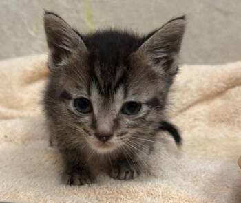 Loki -  Domestic Short Hair Cat for Adoption in Honolulu, Hawaii - Loki | PetCurious