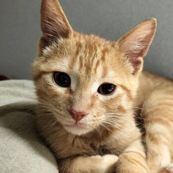 Slurpee -  Domestic Short Hair Cat for Adoption in Grayslake, Illinois - Slurpee | PetCurious