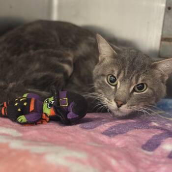 Garrett -  Domestic Short Hair Cat for Adoption in Matteson, Illinois - Garrett | PetCurious