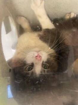 Domestic Short Hair Cats Available for Adoption - BARN CAT OAK | PetCurious