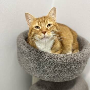 Oden -  Tiger Cat for Adoption in South Kingstown, Rhode Island - Oden | PetCurious