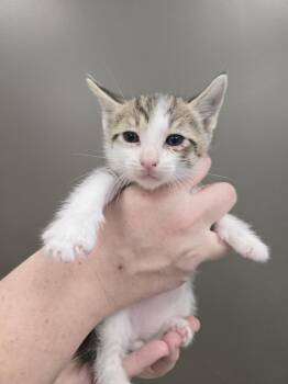 Timmer -  Domestic Short Hair Cat for Adoption in Wellington, Kansas - Timmer | PetCurious