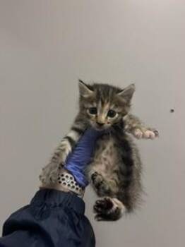 AVERY -  Domestic Short Hair Cat for Adoption in Doral, Florida - AVERY | PetCurious