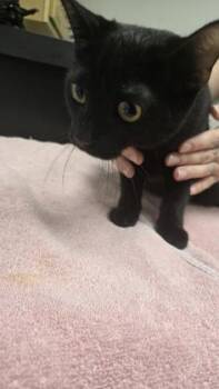 Tea Time -  Domestic Short Hair and Siamese Cat for Adoption in Sacramento, California - Tea Time | PetCurious