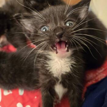 Beetle -  Domestic Short Hair Cat for Adoption in West Olive, Michigan - Beetle | PetCurious