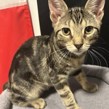 Tofu Dashi Kimchi & Miso -  Domestic Short Hair Cat for Adoption in Clifton, New Jersey - Tofu Dashi Kimchi & Miso | PetCurious