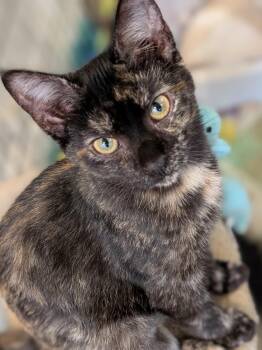 Liberty -  Domestic Short Hair Cat for Adoption in Woodstock, Illinois - Liberty | PetCurious